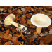 Мицелий Говорушки подогнутой / Говорушка рыжая (Clitocybe geotropa)